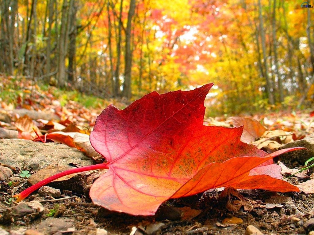 Poesía: Qué lindo es el otoño | Mi Corazón de Tiza