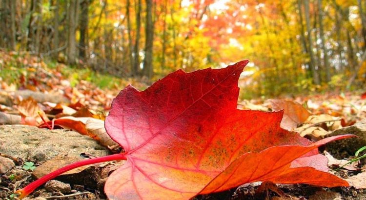 Hoja de otoño en un bosque