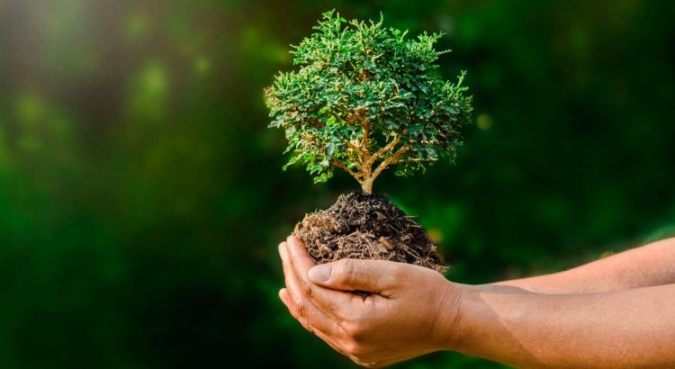 Árbol chico siendo agarrado con las manos