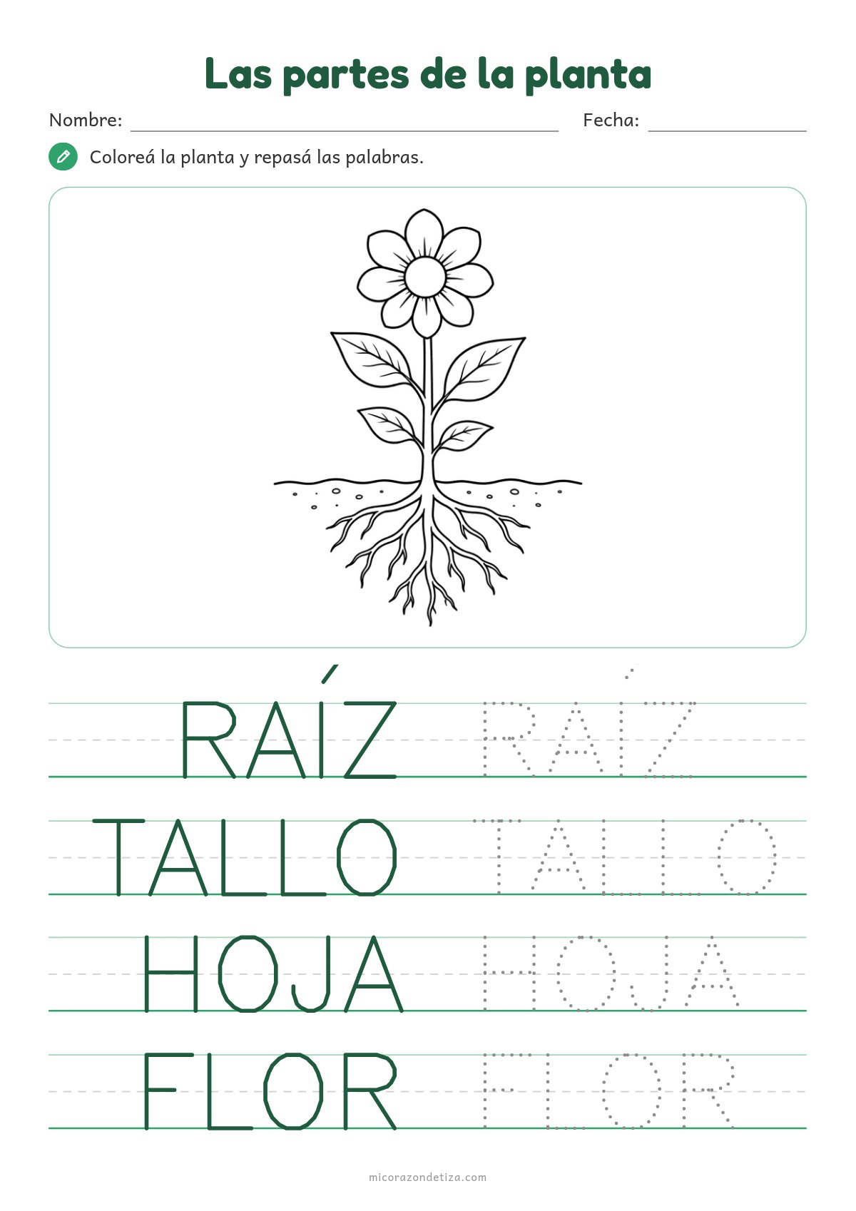Partes de la planta para colorear en Nivel Inicial